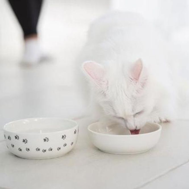 Hovedbilde Matskål til katt i keramikk